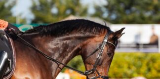 Betflag, il Gran Premio Regione Liguria nel segno di Goelicher ST?