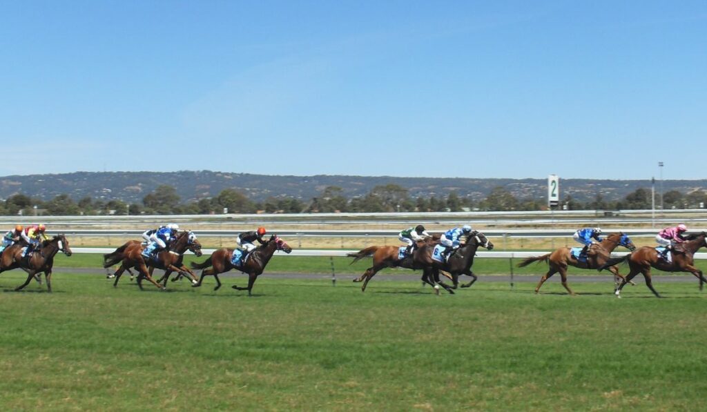 ippica competizione | AGIMEG