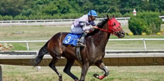 Ippica, Gran Premio Marangoni: Falco Killer Gar e Frank Gio proposti a 3,00 su BetFlag
