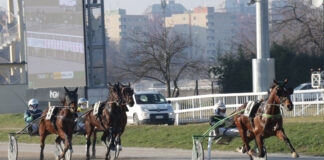 Ippodromo Snai San Siro: domenica di trotto da non perdere con il Gran Premio ENCAT Corse Trotto Ippodromo Snai San Siro Milano Foto Dena