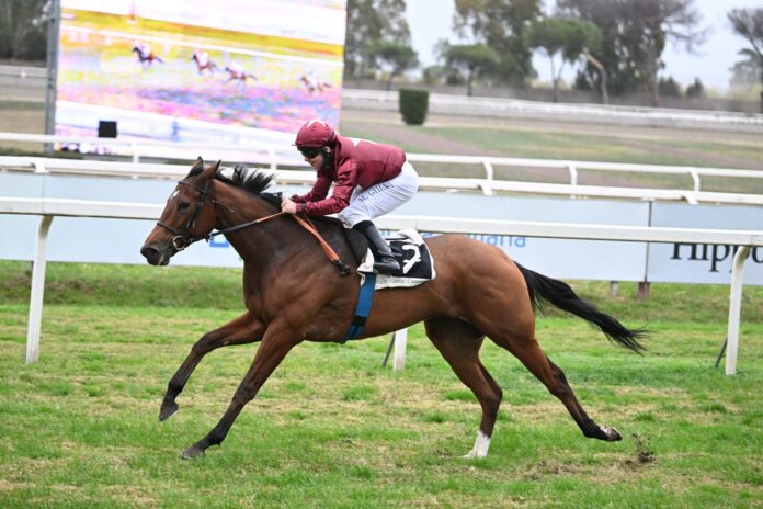 Star of Life cavallo Allegri Star of Life cavallo Allegri