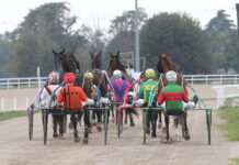 Ippica, Ippodromo Snai San Siro: venerdì di trotto con otto corse tra cui la TQQ e la specialità del trotto montato. Al via dalle 15:20 TROTTO IPPODROMO SNAI SAN SIRO MILANO_Foto Dena-Snaitech