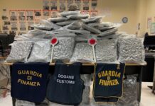 ADM: sequestrati 79 kg di marijuana al porto di Civitavecchia. Arrestato autotrasportatore ADM marijuana porto Civitavecchia